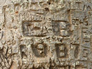 baobab-brazza signature