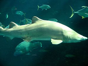 Requin blanc