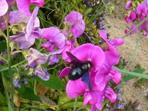 Jardins-familiaux-0011.jpg