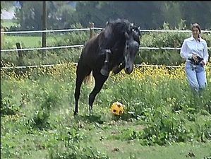 Saut cheval ballon jeu pré Loire-Atlantique Copyright : techniques d'élevage