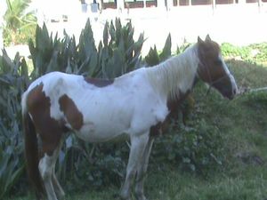 Cheval maigre au pâturage. Copyright Techniques d'élevage