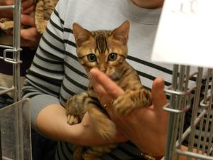 chaton abyssin en présentation dans les mains de son éleveuse - copyright techniques d'élevage