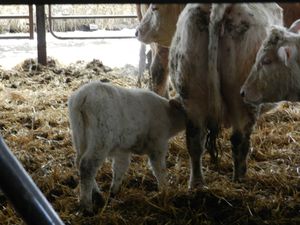vache allaitant veau - illustration article gouttière oesophagienne - copyright : techniques d'élevage