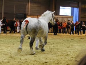 Cheval percheron en présentation en main, vue des postérieurs copyright : techniques d'élevage