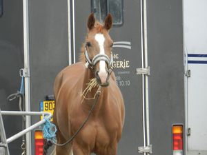Cheval devant un van le jour d'un concours. Copyright Techniques d'élevage