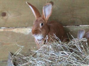 Fin de l'évolution - lapin blessé à la gorge - copyright : techniques d'élevage Nantes