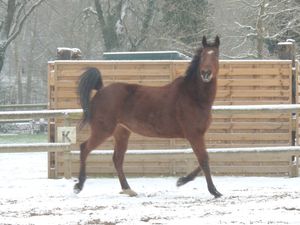 Cheval sous la neige. Copyright Techniques d'élevage. Nantes