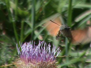 sphynx colibri