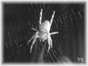 araignée002