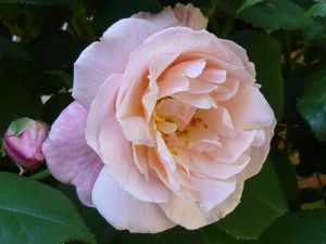 rose rose
