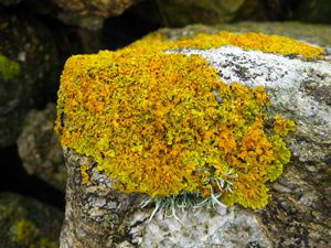 lichens