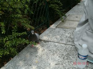 027-copie-1.JPG