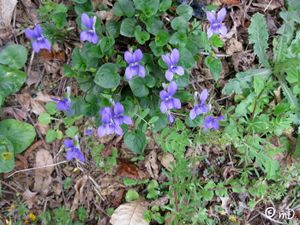 violettes Lembeye PK