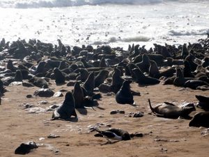 cape cross mort