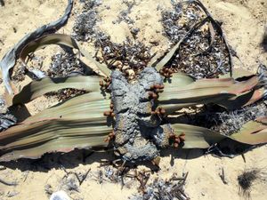 welwitschia femelle