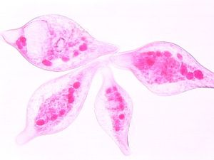 protozoa 00004179