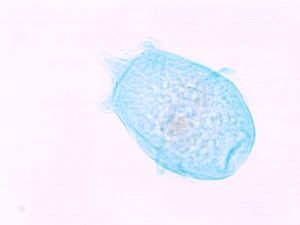 protozoa 00004182