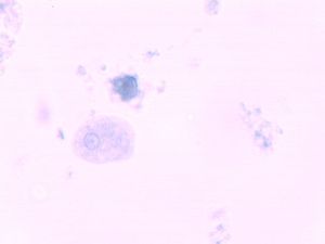 protozoa 00004186