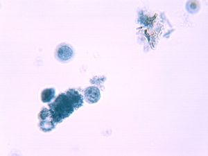 protozoa 00004191