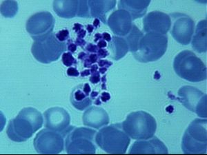 protozoa 00004206