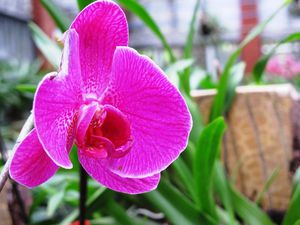 Jardin-des-orchidees-6198.JPG