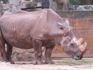Rhino pas beau