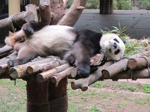 Viva la liberation des pandas!