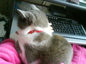 chat blog