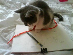 chat dessin