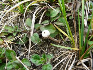 1Tulostoma brumale