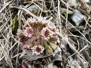 33 Petasites hybridus-copie-1