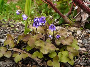 37 Hépatiques à trois lobes (jardin)