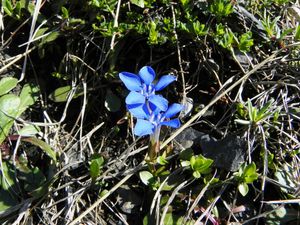 Gentiana verna=Gentiane printanière 005