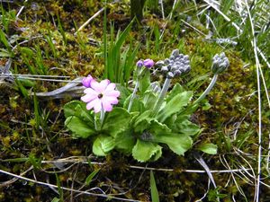 Primula farinosa=Primevère farineuse 032