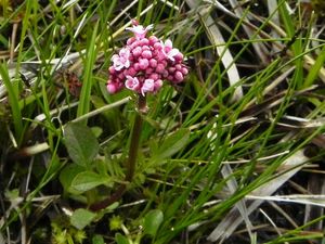 Valeriana dioîca=Valériane dioïque 041