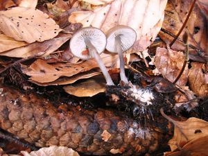 3 Mycène des cônes =Mycena strobilicola ou plumipes