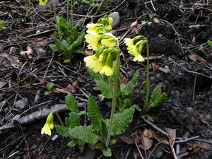 Primula elatior = Primevère élevée - Giettaz 046