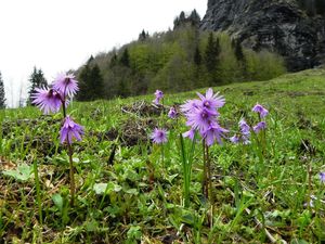 Sodanella alpina Giettaz 026