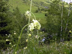 Cephalaire-des-Alpes-Cephalaria-alpina-073.jpg