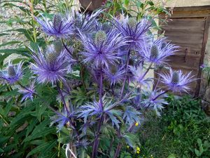 Panicaut des Alpes ou Chardon bleu=Eryngium alpinum 070