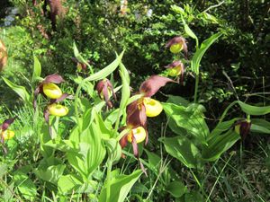 orchidees-sabots-de-Venus--3-.JPG