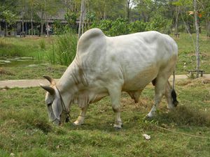 Thai cow in Muang Boran