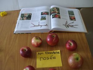 Pomme 005
