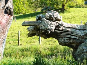 46 la nature fait de l'art