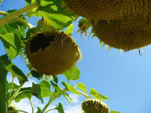 tournesol