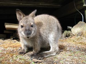 KANGOO LAPIN