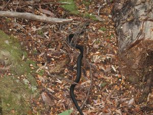 SNAKE