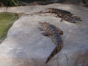 CROCODILE