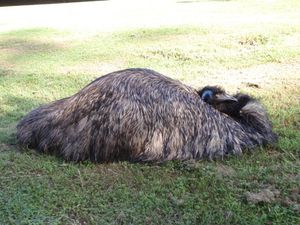 EMU