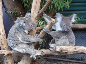 KOALA 1
